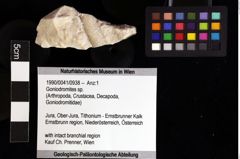 Foto (Objket + Etiketten) von Goniodromites sp. 